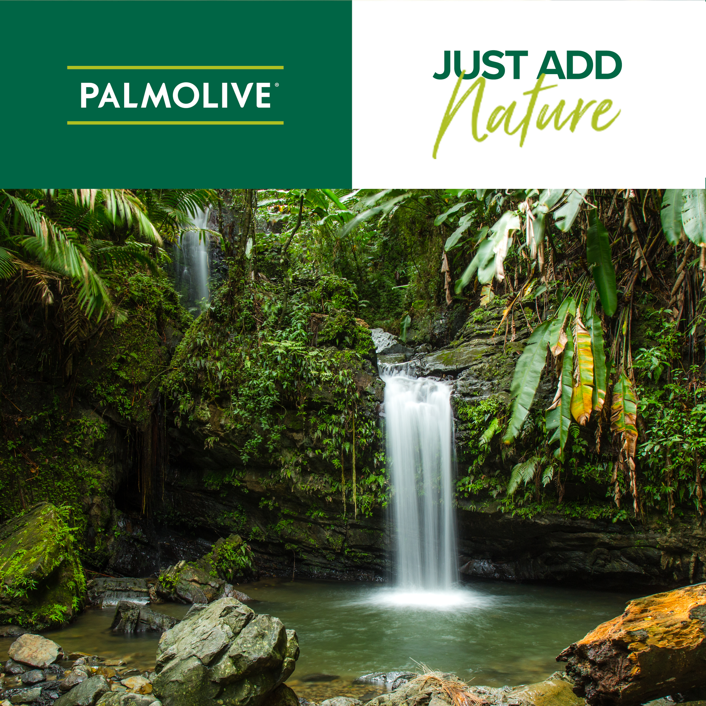PALMOLIVE NATURALS INTENSIVE MOISTURE SHAMPOO 350ML - Image 7
